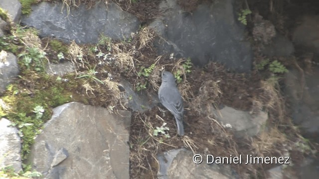 Plumbeous Sierra Finch - ML201951031