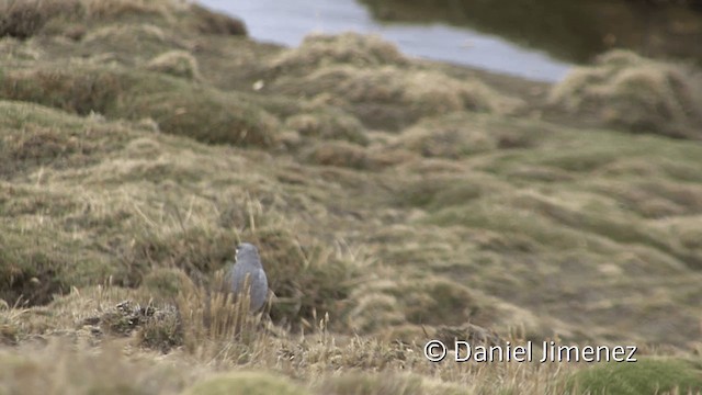 Diuca Aliblanca - ML201951101