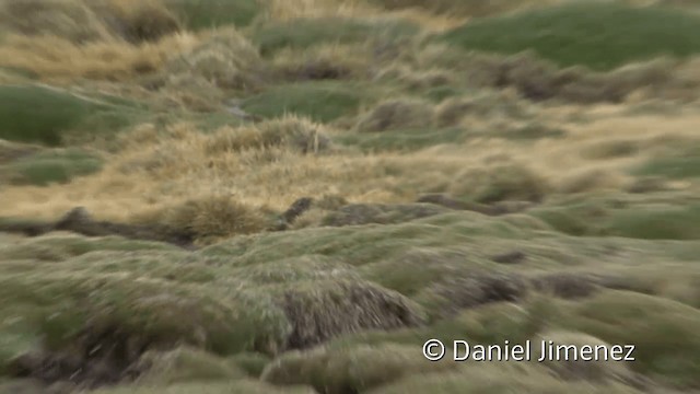 Olivaceous Thornbill - ML201951131