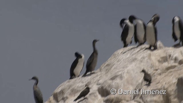 Cormorán Guanay - ML201951181