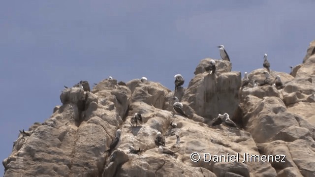 Peruvian Booby - ML201951211