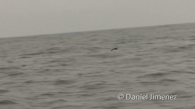 Puffin à menton blanc - ML201951261