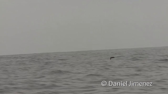 White-chinned Petrel - ML201951271