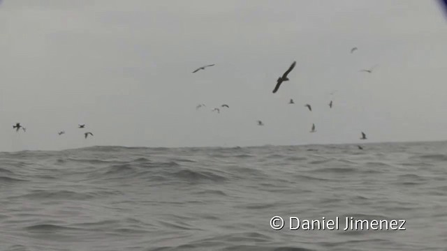 Puffin à menton blanc - ML201951291