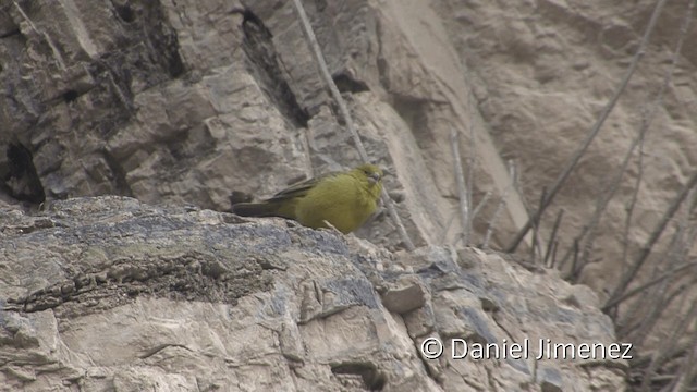 Greenish Yellow-Finch - ML201951341