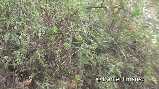 Mountain Parakeet - ML201951361