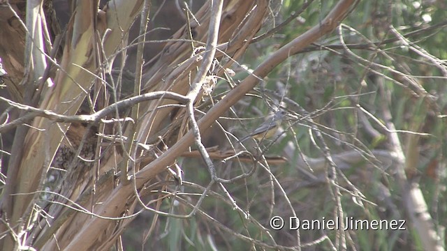 Blue-and-yellow Tanager (Green-mantled) - ML201951411