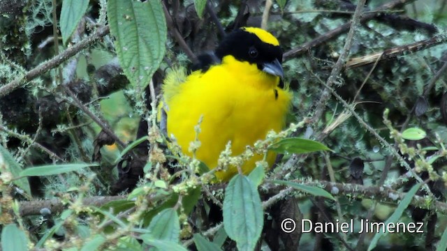 Blue-winged Mountain Tanager (Blue-winged) - ML201951421