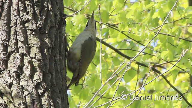 Eurasian Green Woodpecker (Eurasian) - ML201951451