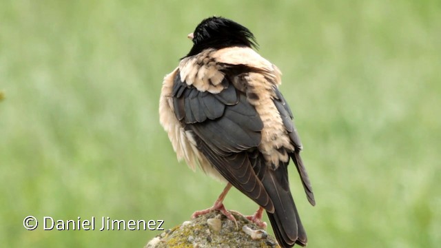 Rosy Starling - ML201951511