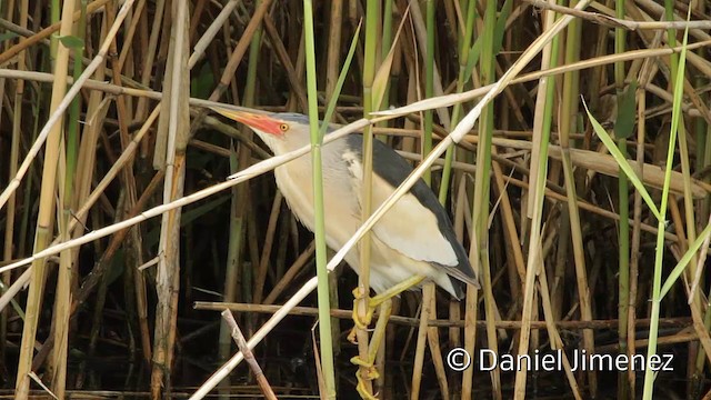 Little Bittern (Little) - ML201951521