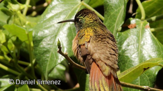 kolibřík kaštanovobřichý - ML201951541