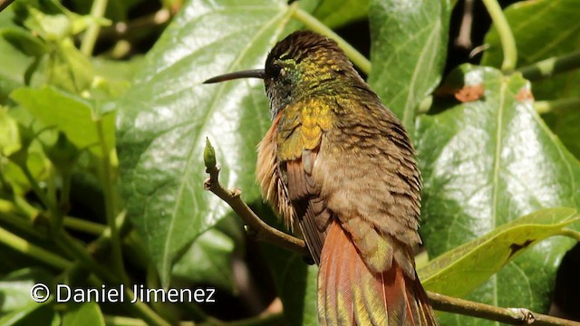 Chestnut-bellied Hummingbird - ML201951541