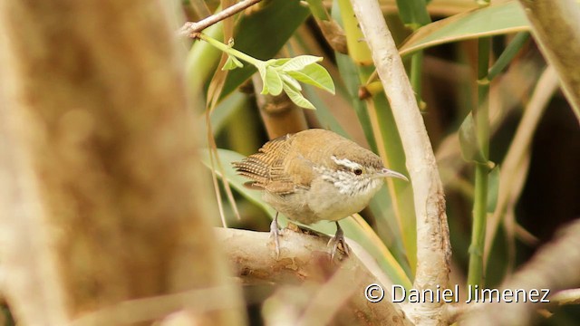 Niceforo's Wren - ML201951561