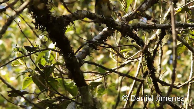 Common Chlorospingus (Northern Andes) - ML201951581