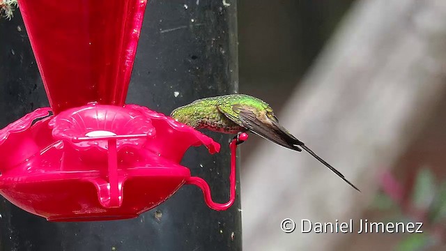 Black-tailed Trainbearer - ML201951591