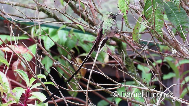 Black-tailed Trainbearer - ML201951601