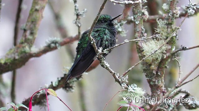 Glowing Puffleg - ML201951651