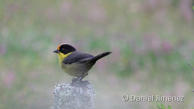 Pale-naped Brushfinch - ML201951661