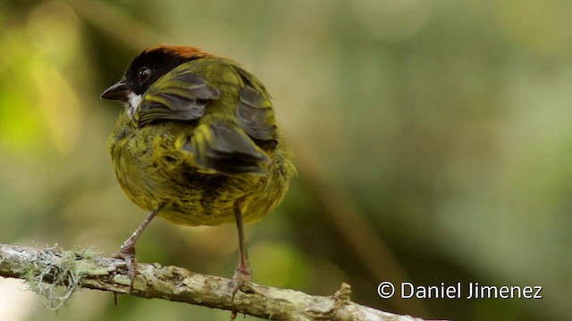 Moustached Brushfinch (Moustached) - ML201951671