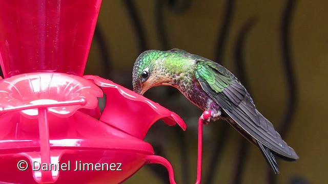 Inca Ventrivioleta - ML201951691