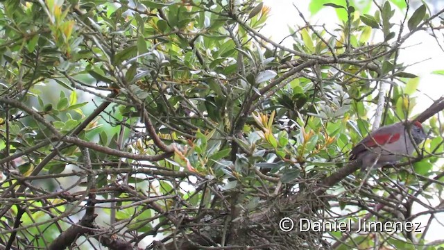 Silvery-throated Spinetail - ML201951711