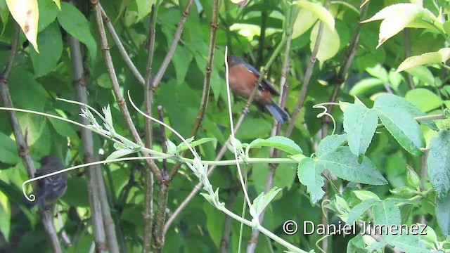 Rufous-browed Conebill - ML201951751