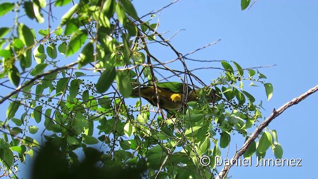 Black-headed Parrot - ML201951781