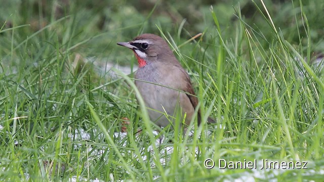 Siberian Rubythroat - ML201951811