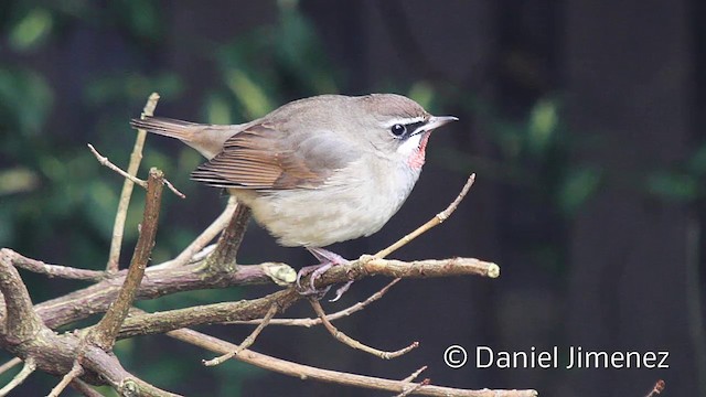 Siberian Rubythroat - ML201951821