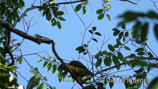 Black-headed Parrot - ML201951831