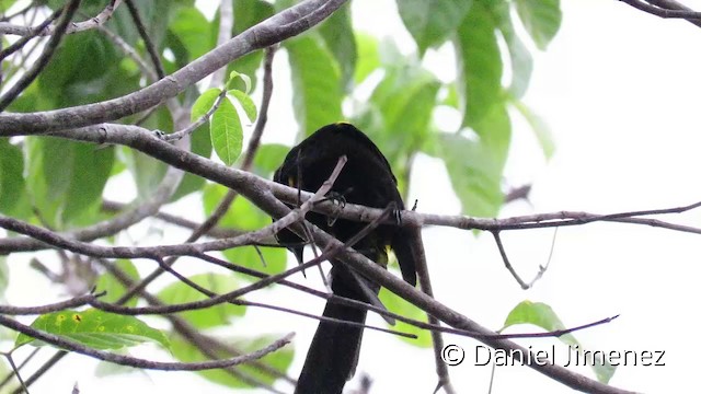 Oriole à épaulettes (chrysocephalus) - ML201951851