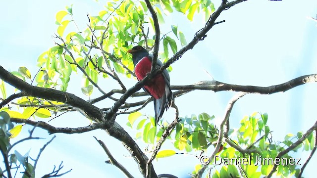 クビワオグロキヌバネドリ（melanurus/eumorphus） - ML201951861