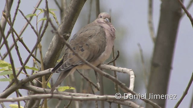 Eared Dove - ML201951901