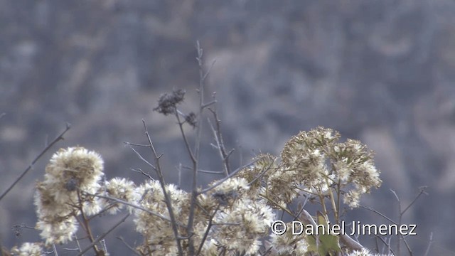 Giant Hummingbird - ML201951911