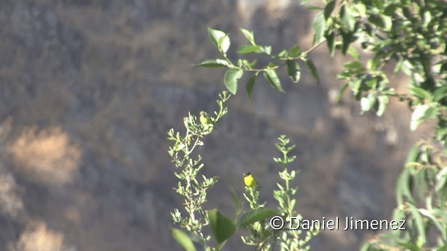 Hooded Siskin - ML201951931