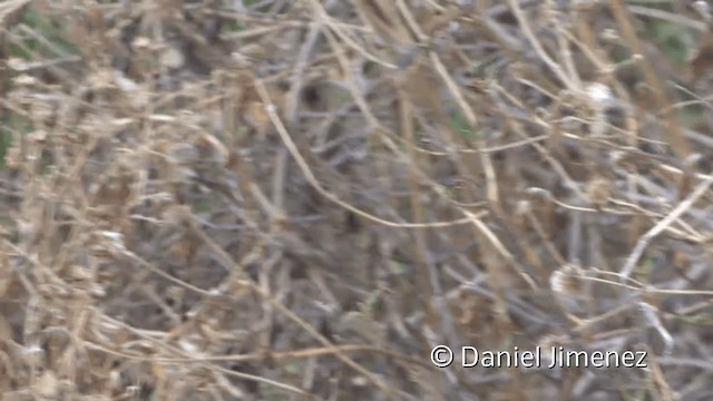 カンムリカラタイランチョウ - ML201951971