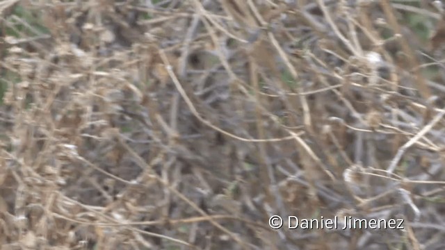 Pied-crested Tit-Tyrant - ML201951971