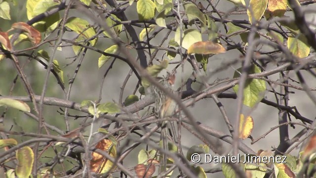 Streaked Tit-Spinetail - ML201951991