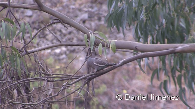 Paloma Moteada Común (albipennis) - ML201952021