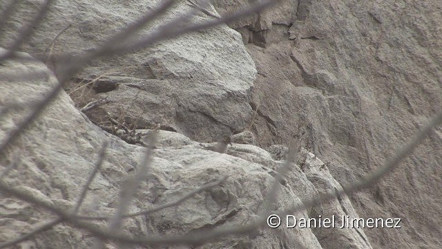 Bare-faced Ground Dove - ML201952071