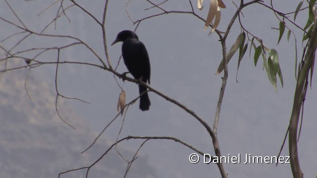 Scrub Blackbird - ML201952081