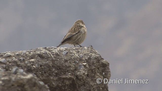 Band-tailed Seedeater - ML201952091