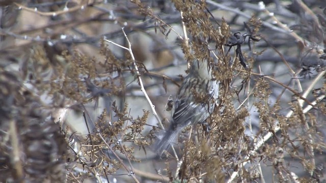 Band-tailed Seedeater - ML201952101