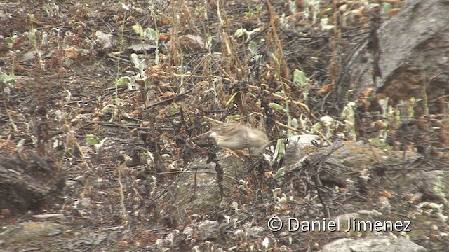 Band-tailed Sierra Finch - ML201952111