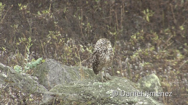 Burrowing Owl (Littoral) - ML201952201