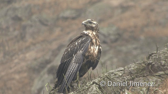 Black-chested Buzzard-Eagle - ML201952211