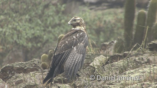 Black-chested Buzzard-Eagle - ML201952221
