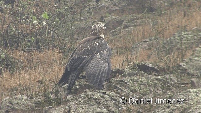 Black-chested Buzzard-Eagle - ML201952231