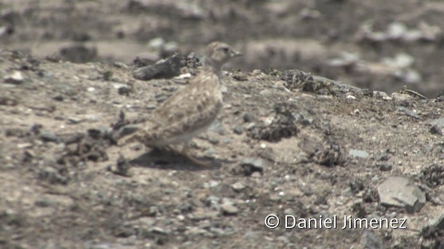 Least Seedsnipe - ML201952261